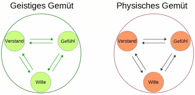 Geistiges Gemüt und Physisches Gemüt